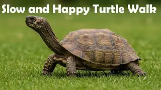 [Animal Song For Kids] Slow and Happy Turtle Walk