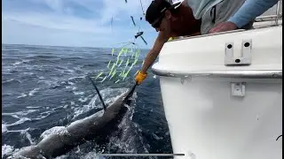 Striped marlin raised on Teaser. Bait and switch with ballyhoo!