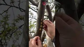 Easy bud grafting technique #easy #grafting #technique #hacks