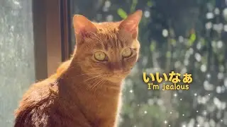 お兄ちゃんは自分のお願いを断らないと分かっている妹猫　Luna Knows Kuu Won&rsquo;t Say No
