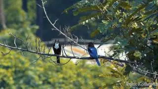 Kingfisher Couple Teasing Each Other | ULTRA HD | 1080p |