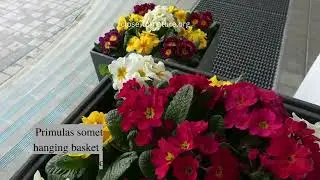 Best Plants For Winter Hanging Baskets