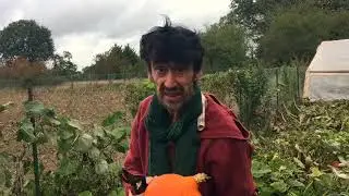 Quand récolter ses courges ?