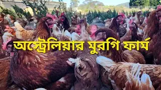 অস্ট্রেলিয়ার পোলট্রি ফার্ম কেমন হয় | Poultry Farm in Australia