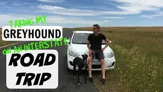 Olive the Greyhound Goes on a Road Trip!