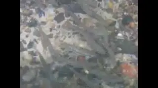Fischbrut in der Kammel