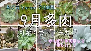 9月に入って可愛くなった多肉たちを紹介❤️ #多肉植物　