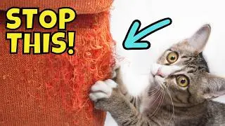 If Your Cat Scratches Your Furniture, This is What it Means