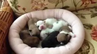French bulldog puppies