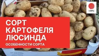 Сорт картофеля Люсинда селекции HZPC