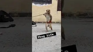 #monkey #thuglife #monkeyshow #show #streetshow #streetcomedy #instagramstories