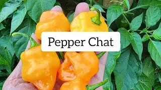 LIVE CHAT: Sweet & Spicy Heirloom Peppers