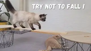 Cats Balance Beam Challenge! Try Not To Fall!