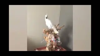Princess The White Macaw Getting Attacked By A Recording Person In A Perfect 5 Minutes