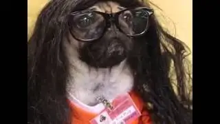 TORRESMO DOG , DO MMMV ???