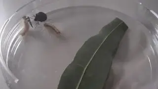 Predatory bug attacking Uraba lugens caterpillar