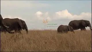 The largest terrestial mammal  in its natural habitat