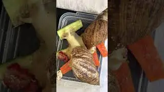 Равлики. Степан та Гриша🐌🐌. Сумуємо😔😔😔#равлики#snail#snails#pets🐌🐌#lovelovelove