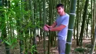 How does bamboo grow?
