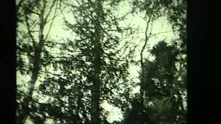 Armillaria Root Disease