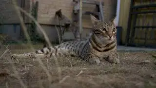 What is a Bengal cat? The Feline with a Wild Side