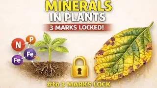 Mineral Nutrition in Plants | Essential Elements | Deficiency Symptoms | Plant Physiology