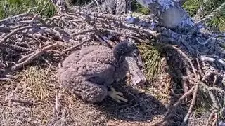Hungry small eaglet tries for self feeding on leftover fish | NEFL Bald Eagle | Jan 30, 2026