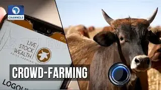 S.Africa App Sells Investors Shares In Cattle