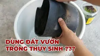 Dùng đất vườn làm hồ thủy sinh có được không? Guppy | Guppies