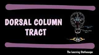 Dorsal Column Tract | Ascending Tracts of Spinal Cord