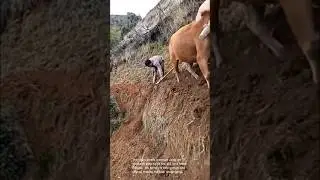 Traditional farming: ox-powered hillside plow hillside farming