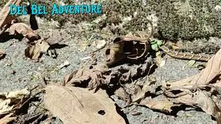 Jararaca - Bothrops&nbsp;jararaca