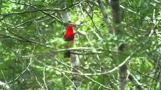 Brazilian Tanager xvid.avi