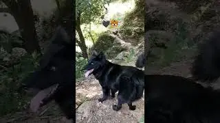#dogshorts#doglife🖤🖤 #paharidog#youtubeshorts #dogloversdog ❤️&zwj;🩹