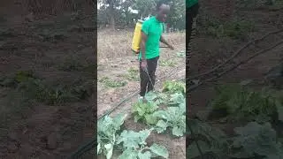 SPRAYING I-ZAP FROM BHARAT EAST AFRICA TO CONTROL #APHIDS