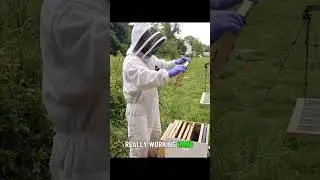 Revealing the Swarm Cells A Cautious Check ⚠️🐝 #honeybeesting #beekeeping #beefeater #farming #honey