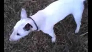 bull terrier loco