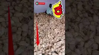 coconut wholesale price karnataka Bangalore #sharekarnataka