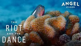 Coral Is Alive! The Ocean&rsquo;s Hidden Creature | The Riot And The Dance