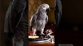 Nostalgia Overload! African Grey Parrot Sings Grandma's Lullaby and Breaks the Internet 🦜🎶