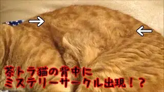 茶トラ猫の背中にミステリーサークル出現！？