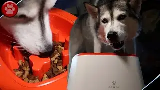 Pawaii Magic Dog Bowl w/ Slow Feed Attachment - Unboxing & Review