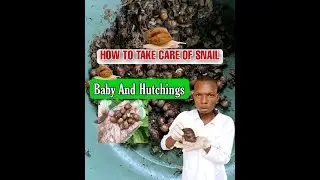 HOW TO TAKE CARE OF BABY SNAILS AND NEWLY HATCHED SNAIL.
