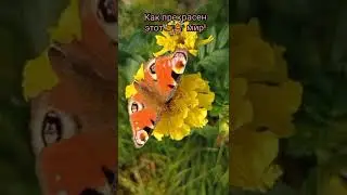 Осенние 🦋 бабочки 