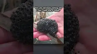 What are Enderpearls REALLY?