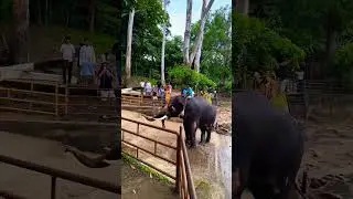 Dubare Elephant camp, Coorg #dubareelephantcamp #elephant #camp #coorg #youtubeshorts