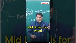 ✌️Quickly Revise Mid Brain in just 1 Min💪✅ | Neural Control & Locomotion #neet2025 #short #biology