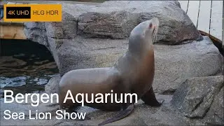 Bergen Aquarium - Sea Lion Show 4K UHD HLG HDR
