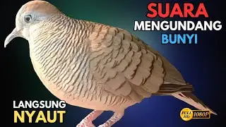 Suara Burung Perkutut Lokal Gacor Spesialis Pemanggil Agar Cepat Nyaut Bunyi V24