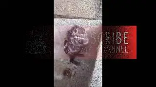 Some Rat caught by camera | Comedy | Rat Fighting |  New comedy || special Video || Real Movement